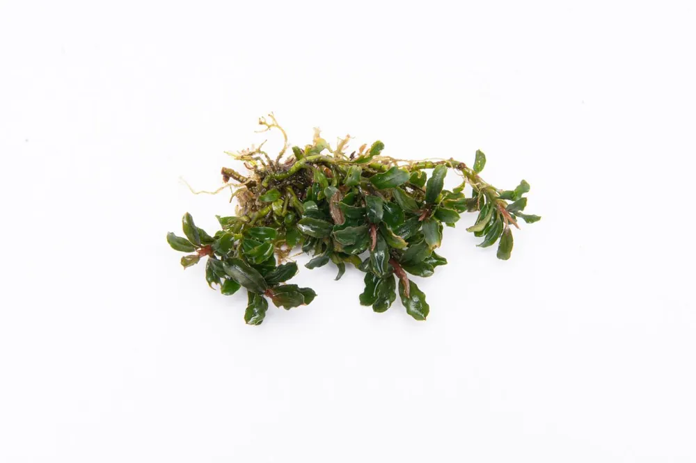 Bucephalandra Catherinae Mini