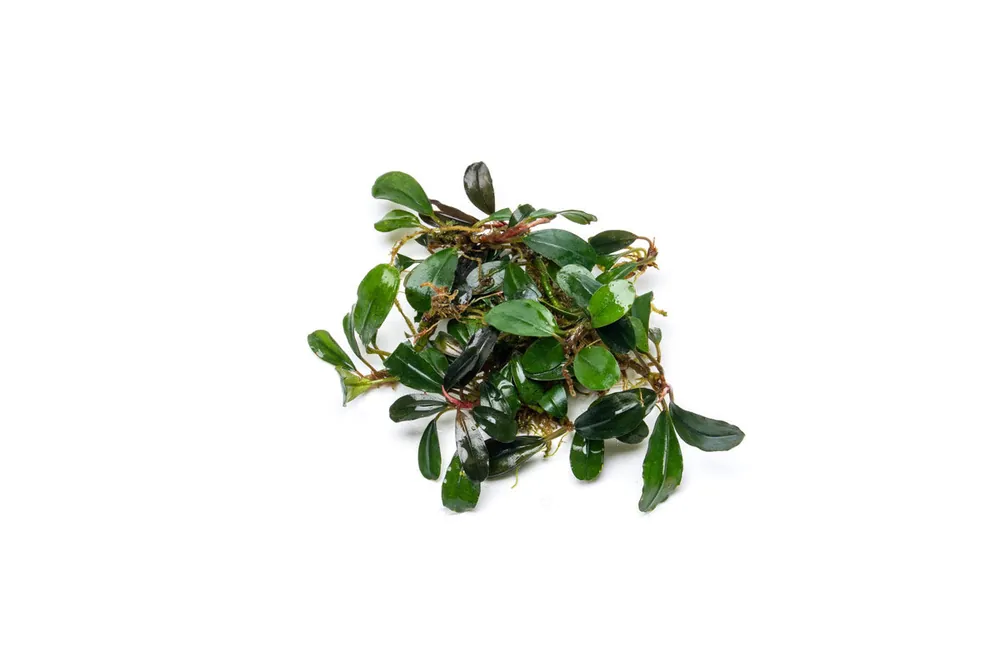 Bucephalandra Brownie Jade