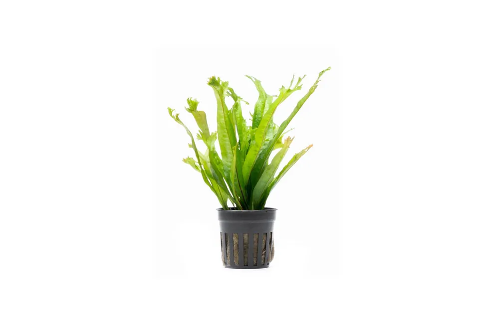 Java Fern 'Thor's Hammer' - ACW