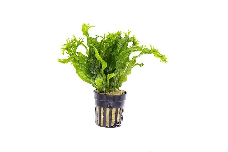 Java Fern 'Windelov' - ACW