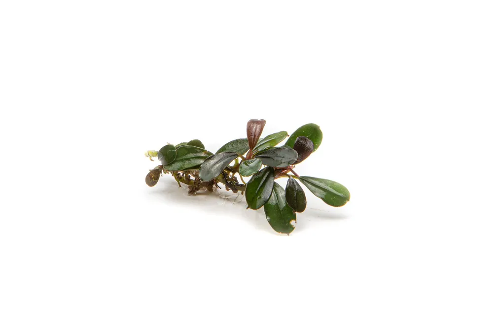 Bucephalandra Kedagang Mini