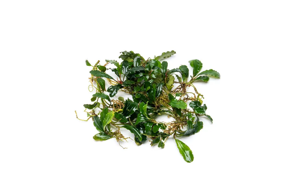 Bucephalandra Peacock