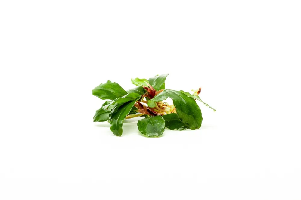 Bucephalandra Red Cherry