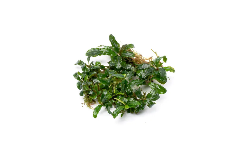 Bucephalandra Aurora
