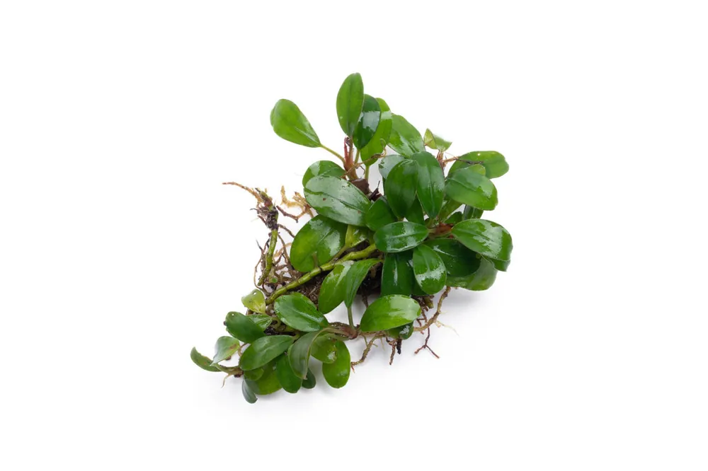 Bucephalandra Kir Royale