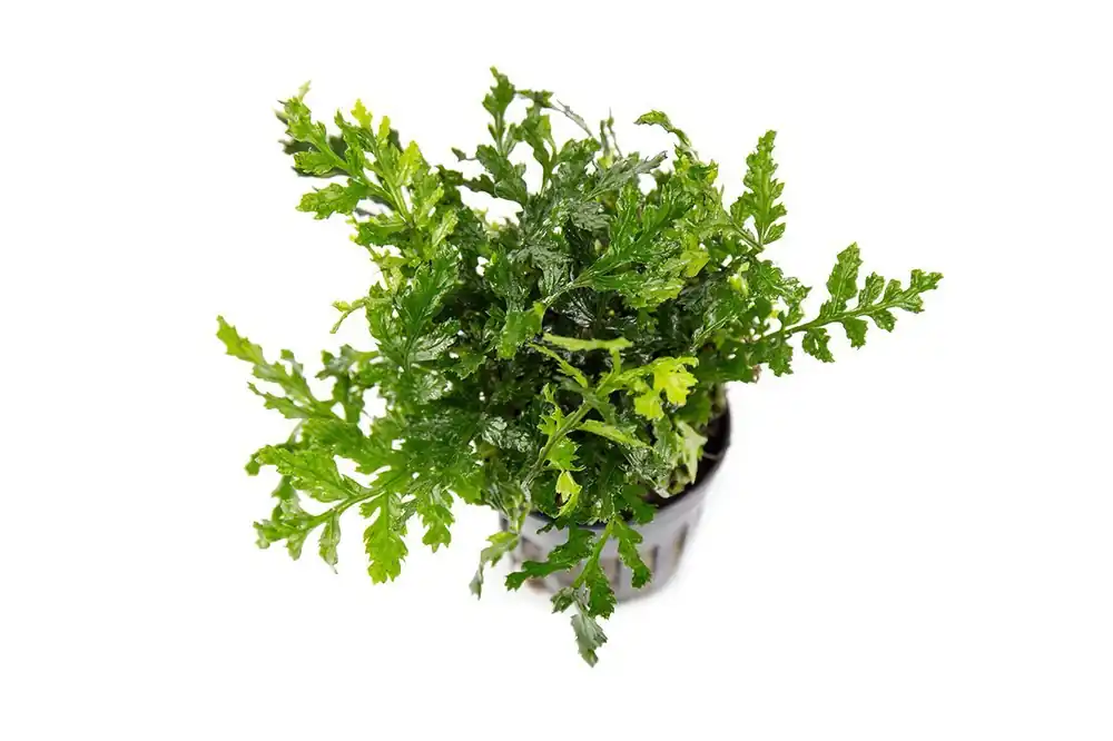 Mini Bolbitis (Baby Leaf) - ACW