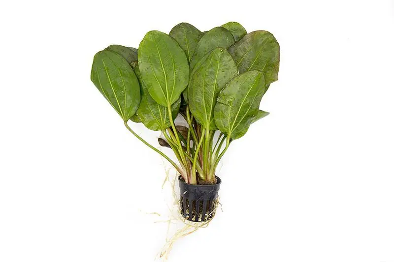 Echinodorus Fancy Twist - ACW