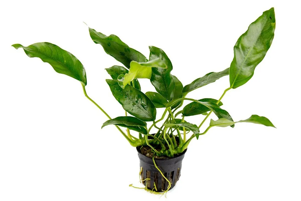 Anubias Short and Sharp - ACW