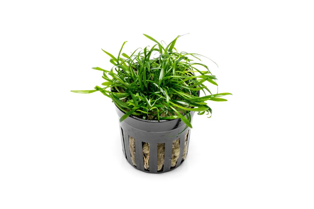 Cryptocoryne Parva - CPA