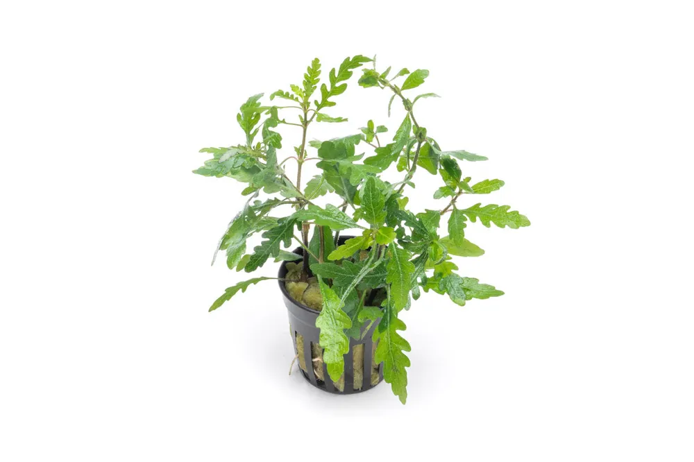 Hygrophila Pinnatifida - CPA