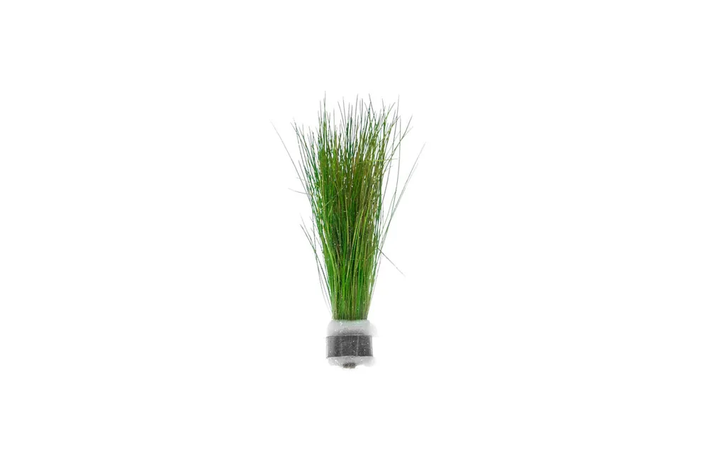 Dwarf Hair Grass - ACW