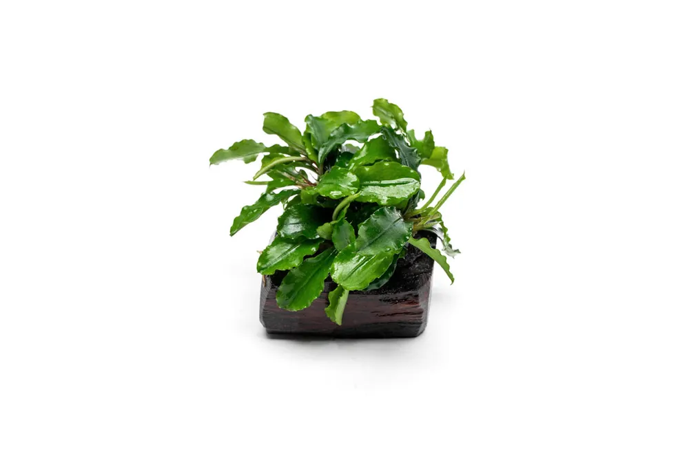 Bucephalandra Green Wavy on Driftwood - CPA