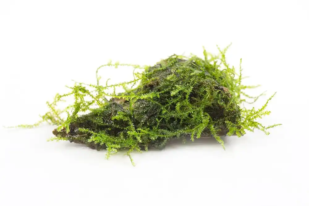 Java Moss on Driftwood - ACW