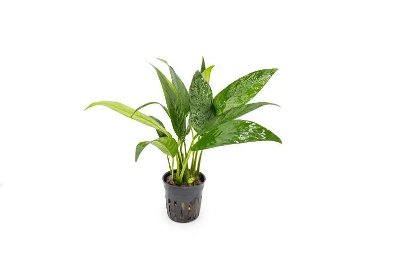 Anubias Congensis - ACW