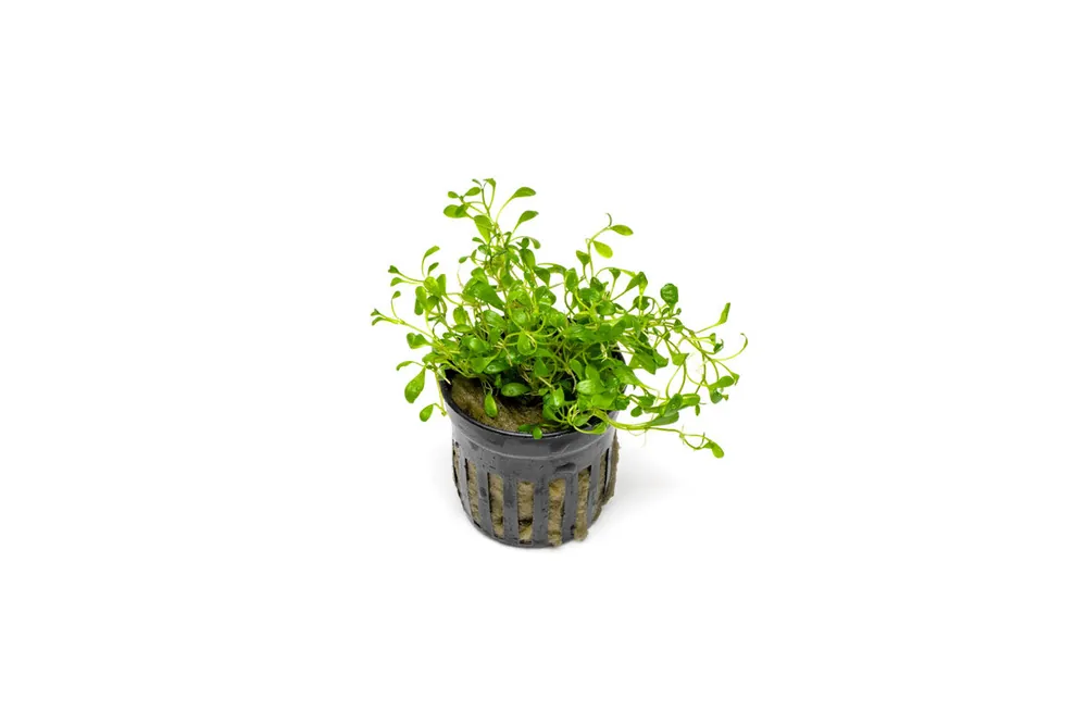 Glossostigma Elatinoides - ACW