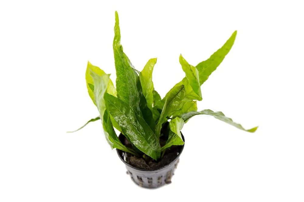 Java Fern - ACW