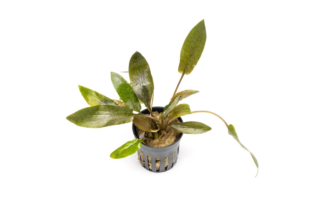 Cryptocoryne Wendtii Brown - CPA