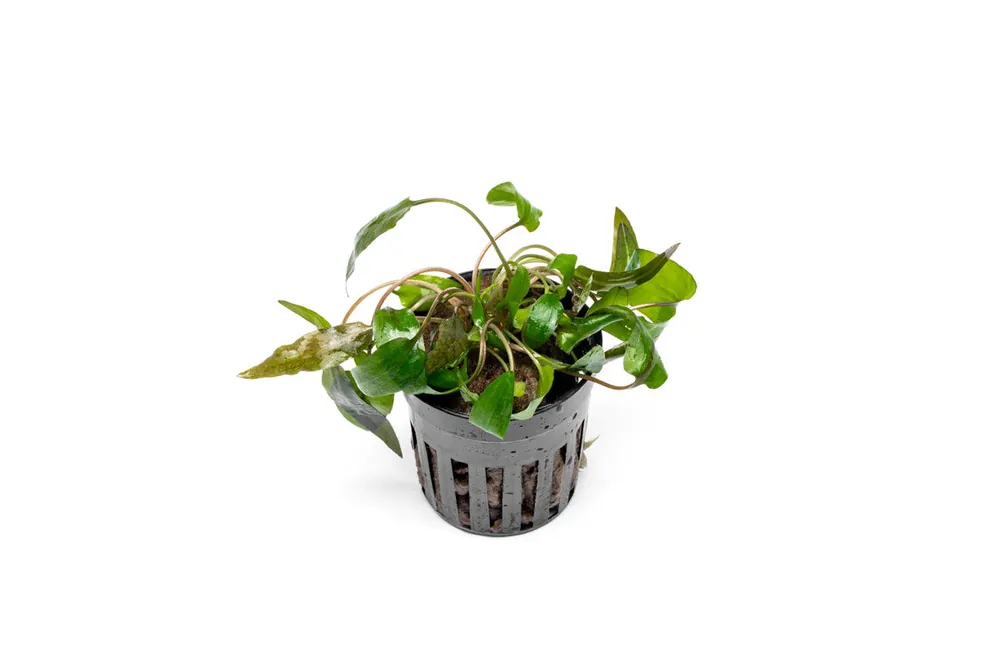 Cryptocoryne 'Tropica' - ACW