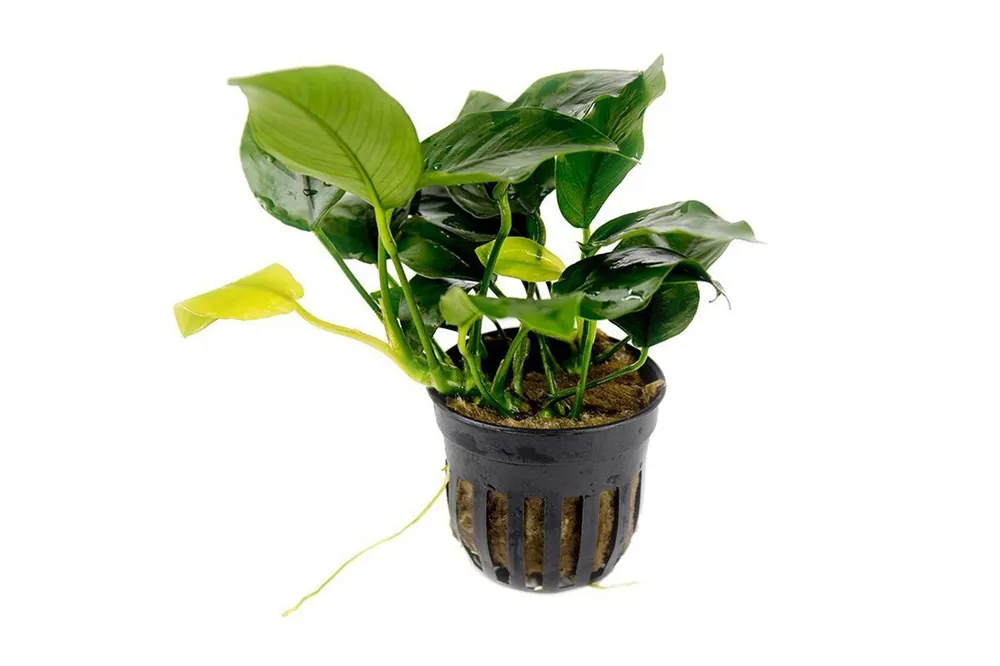 Anubias Nana - ACW