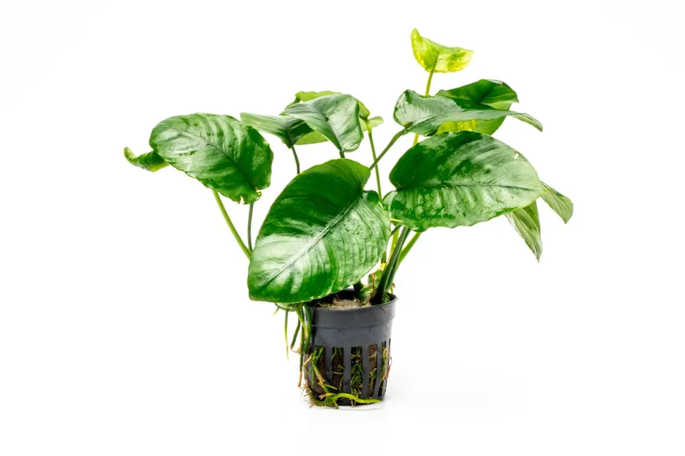 Anubias Barteri 'Wrinkle Leaf' - CPA