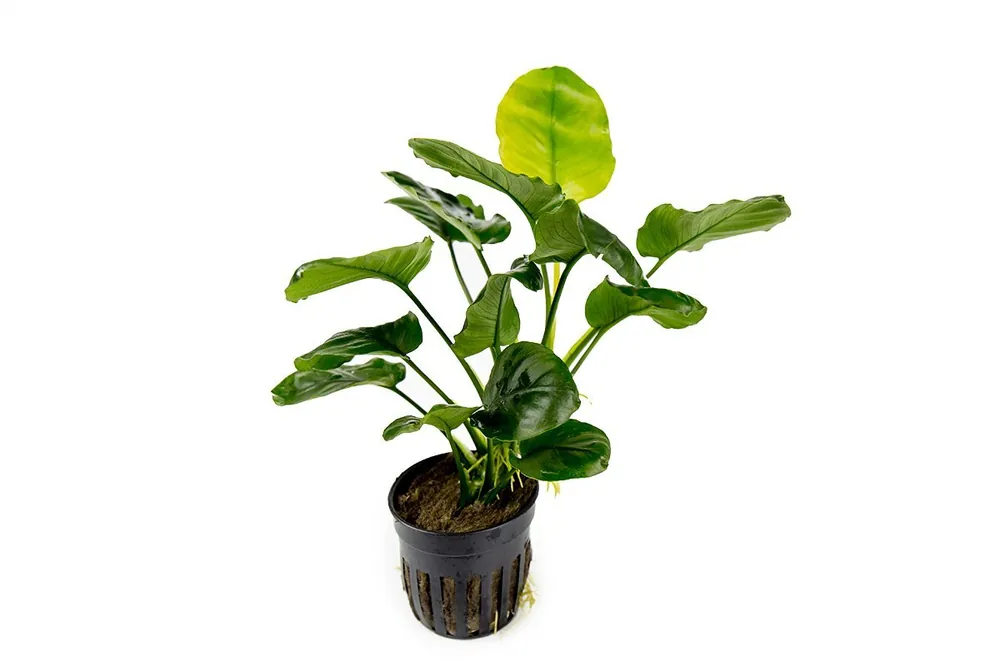 Anubias Barteri Round (Golden Coin) - CPA