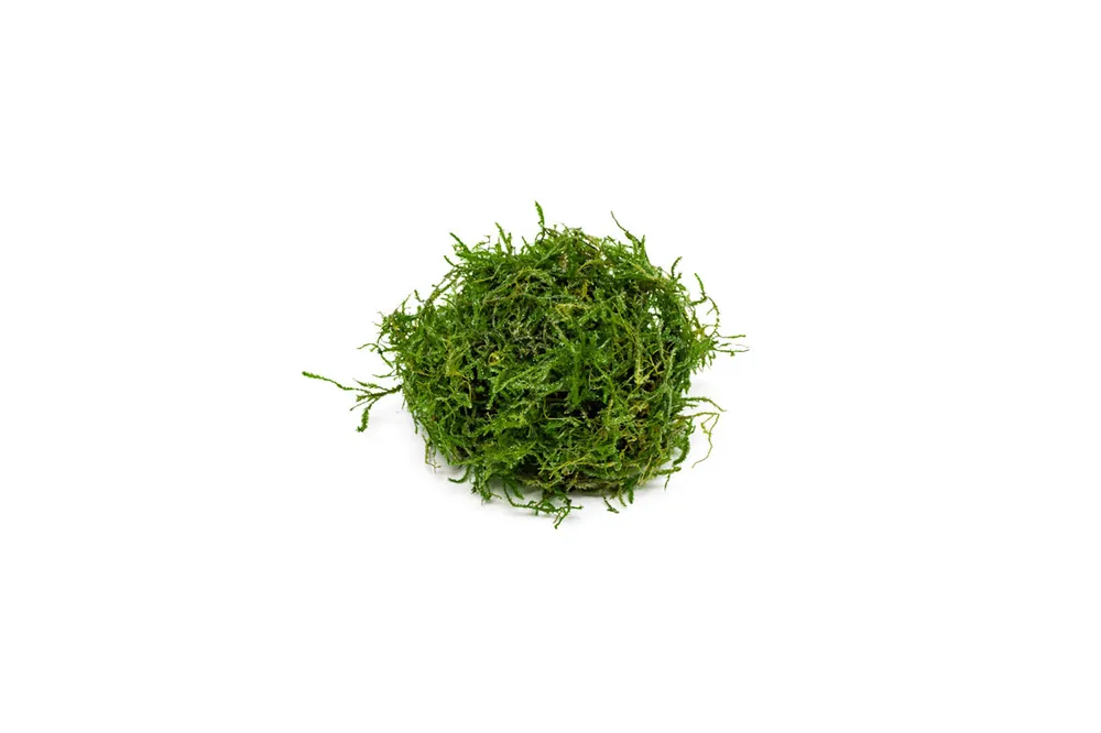 Java Moss - ACW