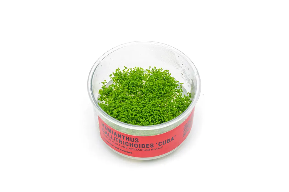 Hemianthus Callitrichoides 'Cuba' UNS Tissue Culture (Dwarf Baby Tears) - UNSTC