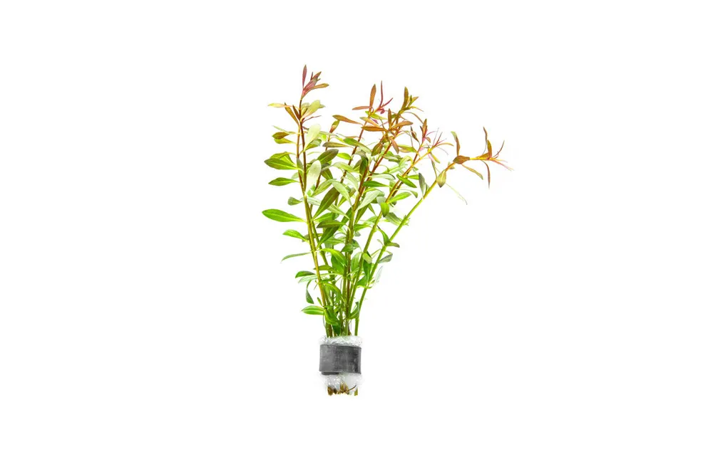 Ludwigia Arcuata - ACW