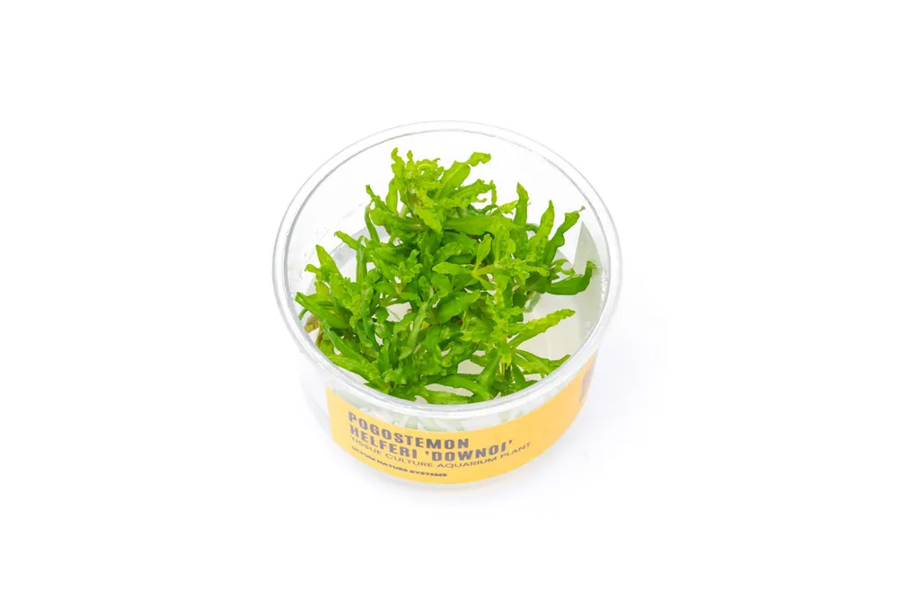Pogostemon Helferi 'Downoi' UNS Tissue Culture - UNSTC