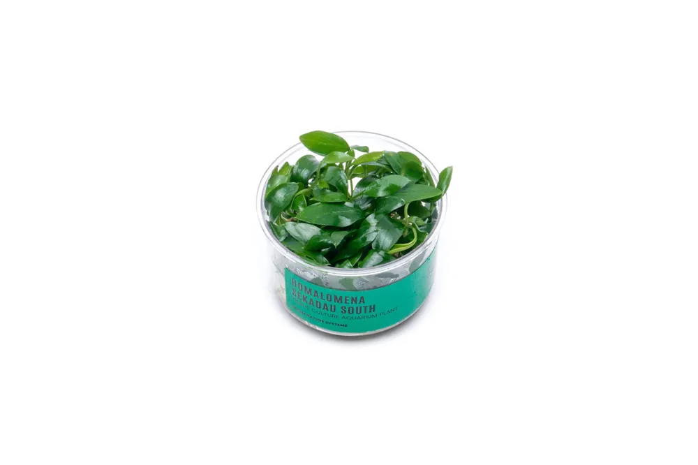 Homalomena Sp Sekadau South UNS Tissue Culture - UNSTC