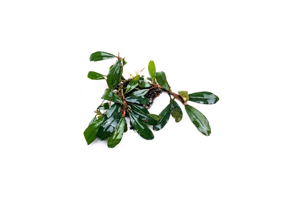 Bucephalandra Giant Motleyana
