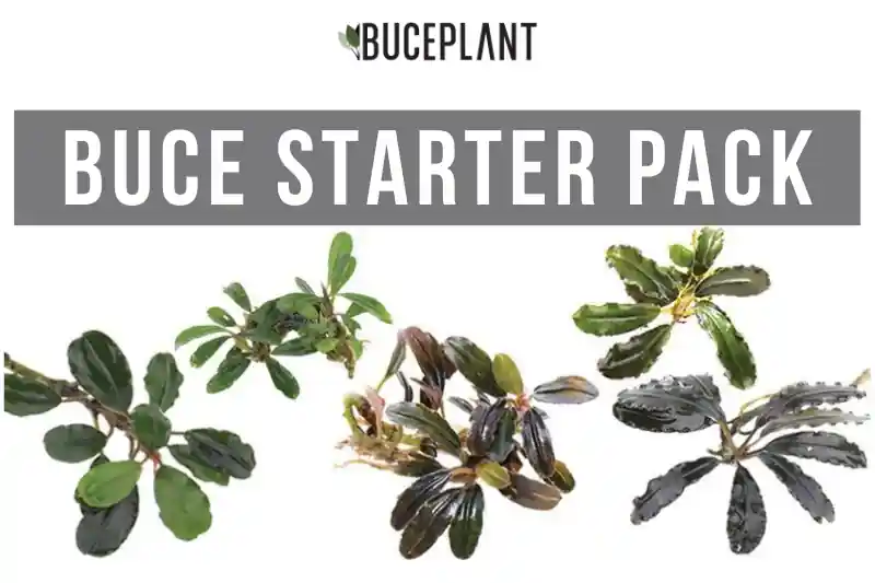 Team Buce Plant Starter Pack