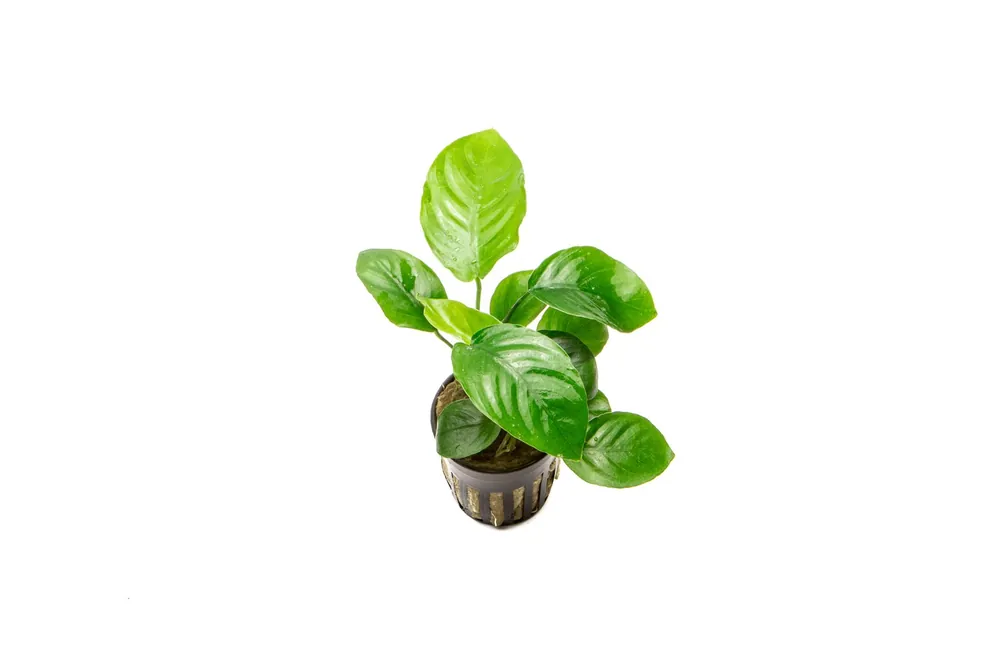 Anubias Barteri Broad Leaf - ACW