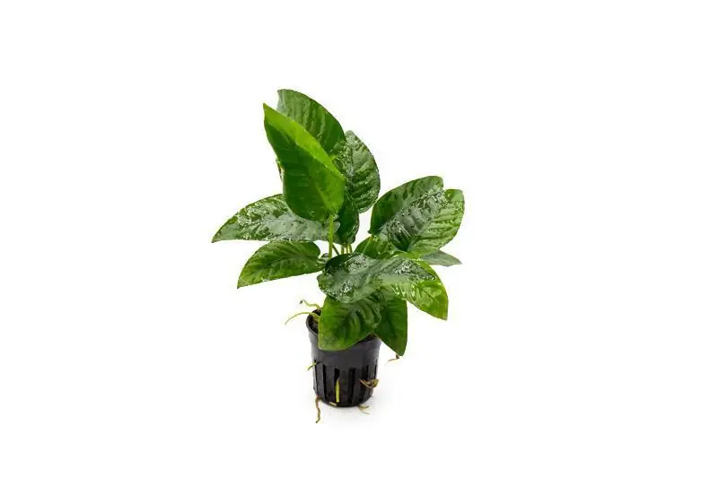 Anubias Barteri Striped - CPA