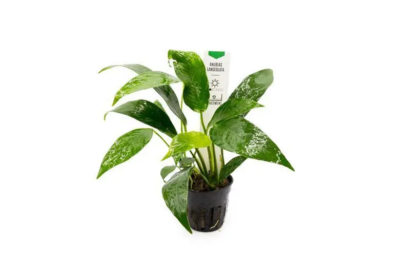 Anubias Lanceolata - CPA