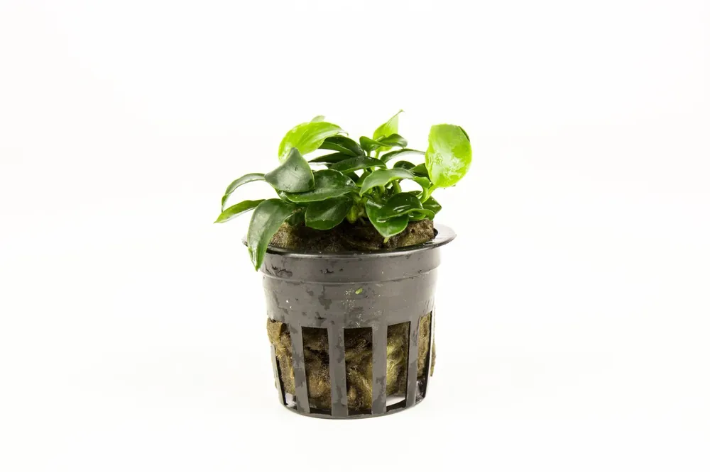 Anubias Nana Petite - CPA