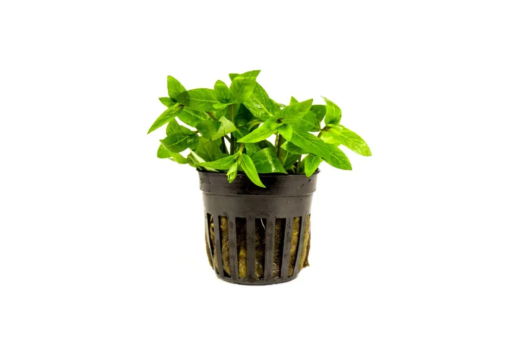 Staurogyne Repens - IS