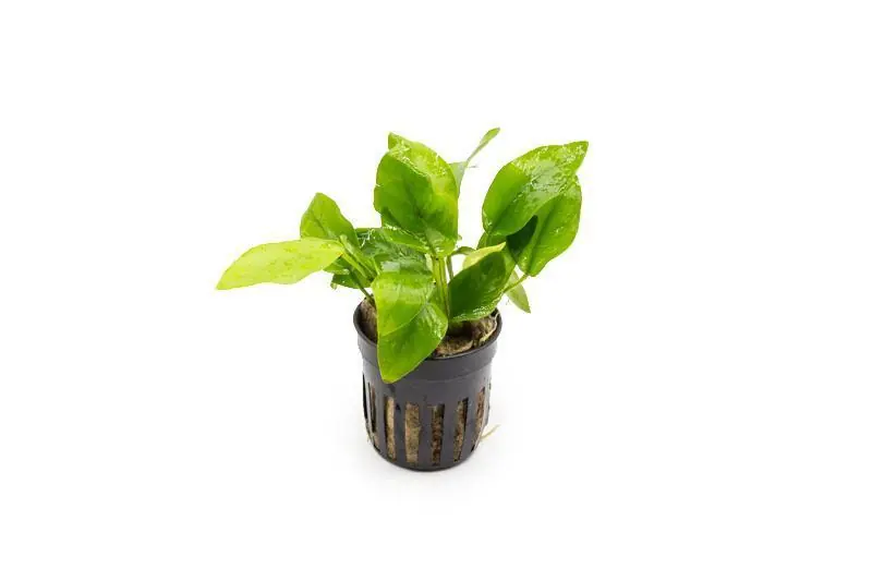 Anubias Nana Golden - CPA
