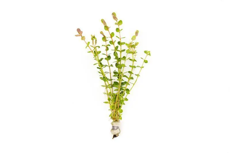 Rotala Indica - ACW