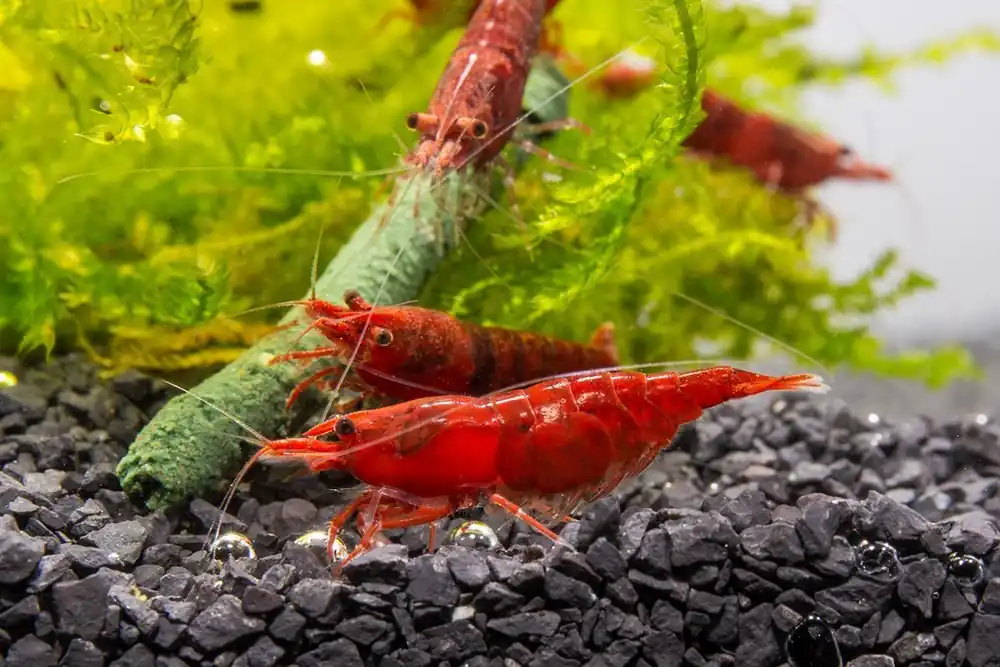 Fire Red Cherry Shrimp - JA