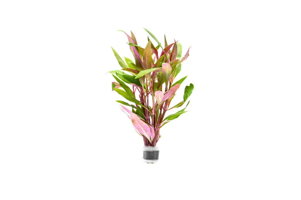 Alternanthera Reineckii 'Mini' - CPA