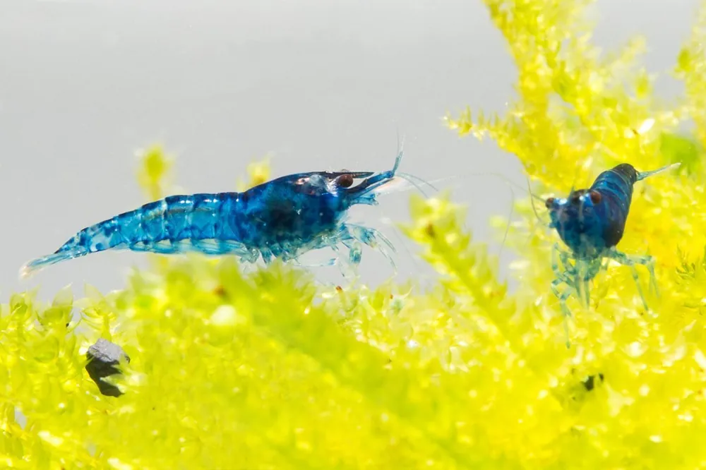 Blue Dream Shrimp - JA