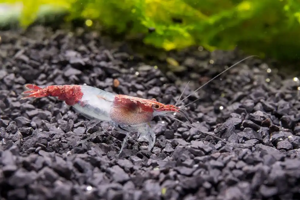 Red Rili Shrimp - JA