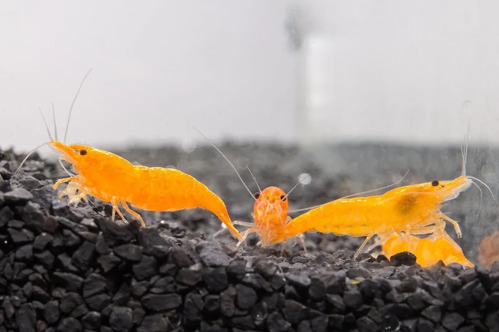Sunkist Orange Shrimp - JA