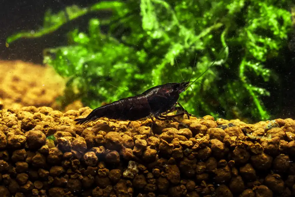 Chocolate Shrimp (Black Rose) - JA