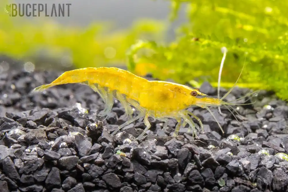Yellow Goldenback Shrimp - JA