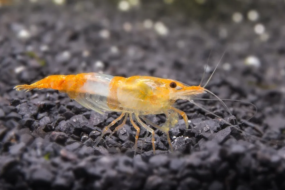 Orange Rili Shrimp - JA