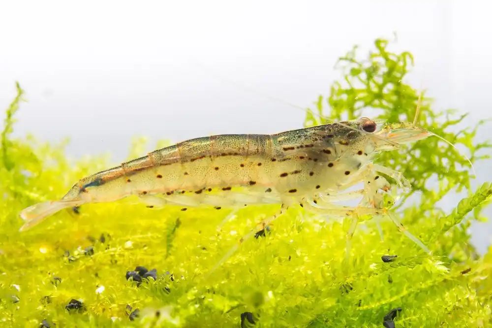 Amano Shrimp - JA