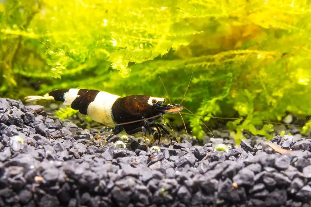 Black King Kong Shrimp - JA