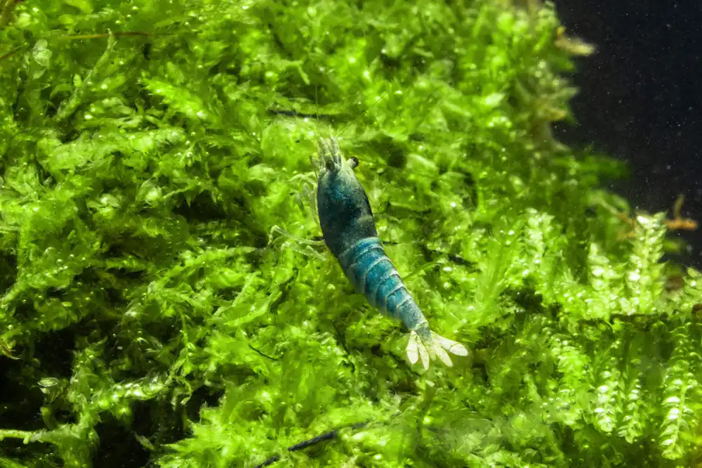Blue Bolt Shrimp (A Grade) - JA